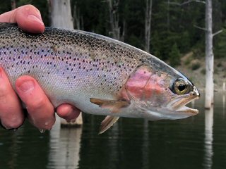 rainbow-trout