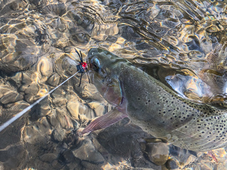 cutthroat-trout