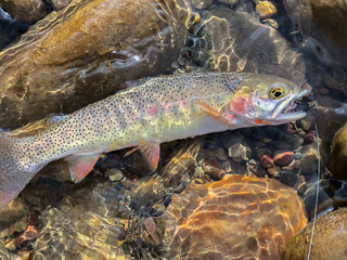 snake-river-cutthroat