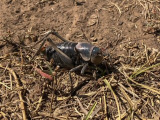 mormon-cricket-flyfishing