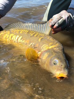 mirror-carp