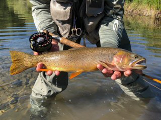 cutthroat-trout