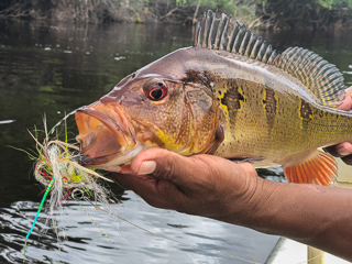 butterfly-peacock-bass