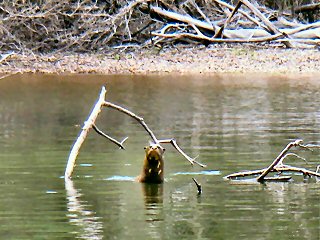 giant-otter