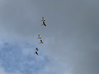 macaws-amazon