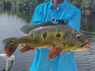 butterfly-peacock-bass