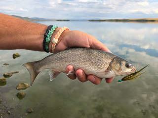 Utah-Chub