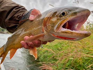 Snake-River-Cutthroat-Trout