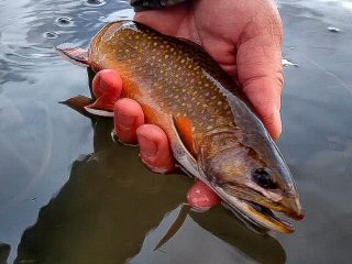 brook-trout