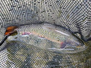 brook-trout
