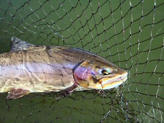 Yellowstone-Cutthroat