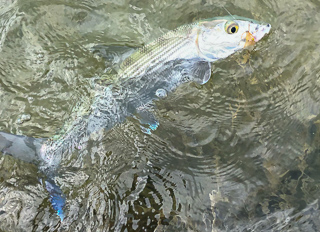 fly-fishing-for-bonefish