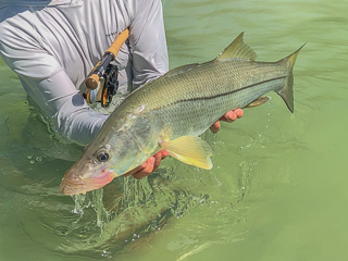 snook-fishing