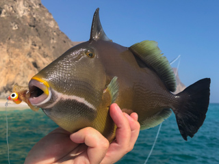 masked-triggerfish
