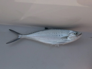 needlescaled-queenfish