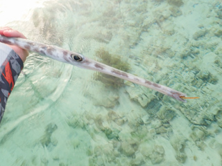 cornetfish