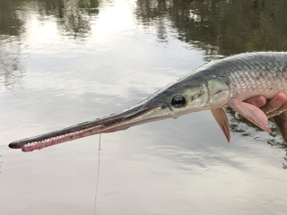longnose-gar