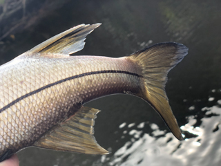 Florida-Snook-Fishing