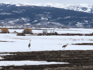 sandhill-cranes