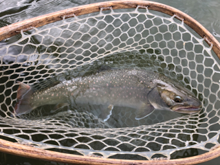 bull-trout