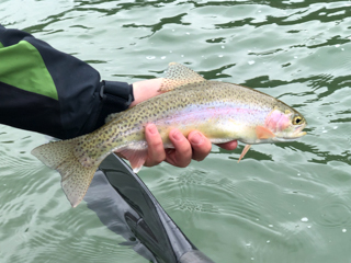 redband-rainbow-trout