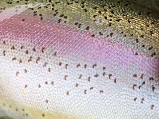 huge-trout