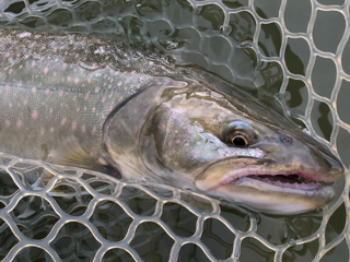 bull-trout