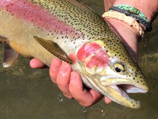 rainbow-trout