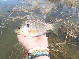 bluegill