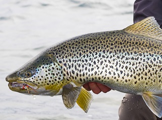 iceage-brown-trout