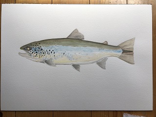 Ice-age-brown-trout-art