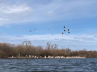 bird-island