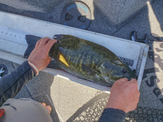 huge-smallmouth