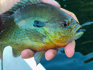 redbreast-sunfish