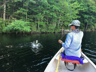 fly-fishing-for-bass