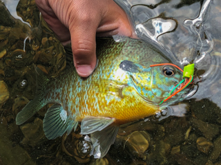 redbreast-sunfish