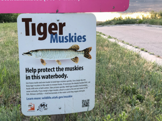 tiger-muskie