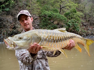 Golden-mahseer