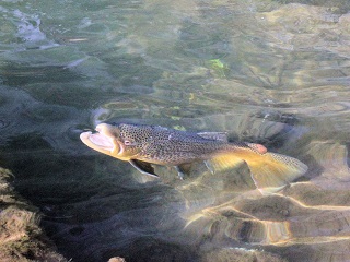 rising-trout