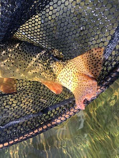 cutthroat-trout