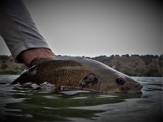 smallmouth-bass