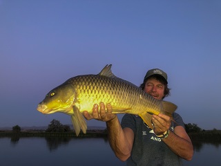 currier-common-carp