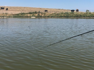 tailing-carp