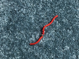 squirmy-worm-fly