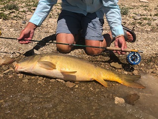 giant-carp