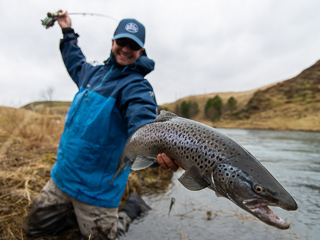 Icelandic-brown-trout
