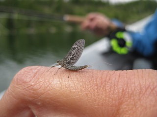 mayflies