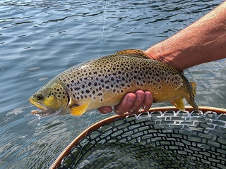 brown-trout