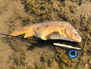 mirror-carp