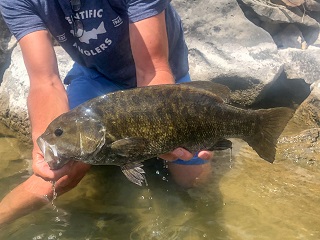 smallmouth-bass-on-fly